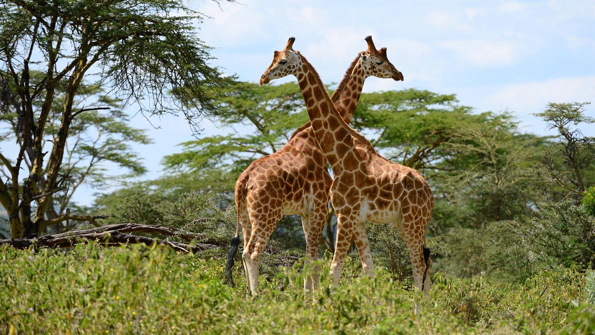 Giraffen sterben qualvoll nach Stromschlag in Kenia