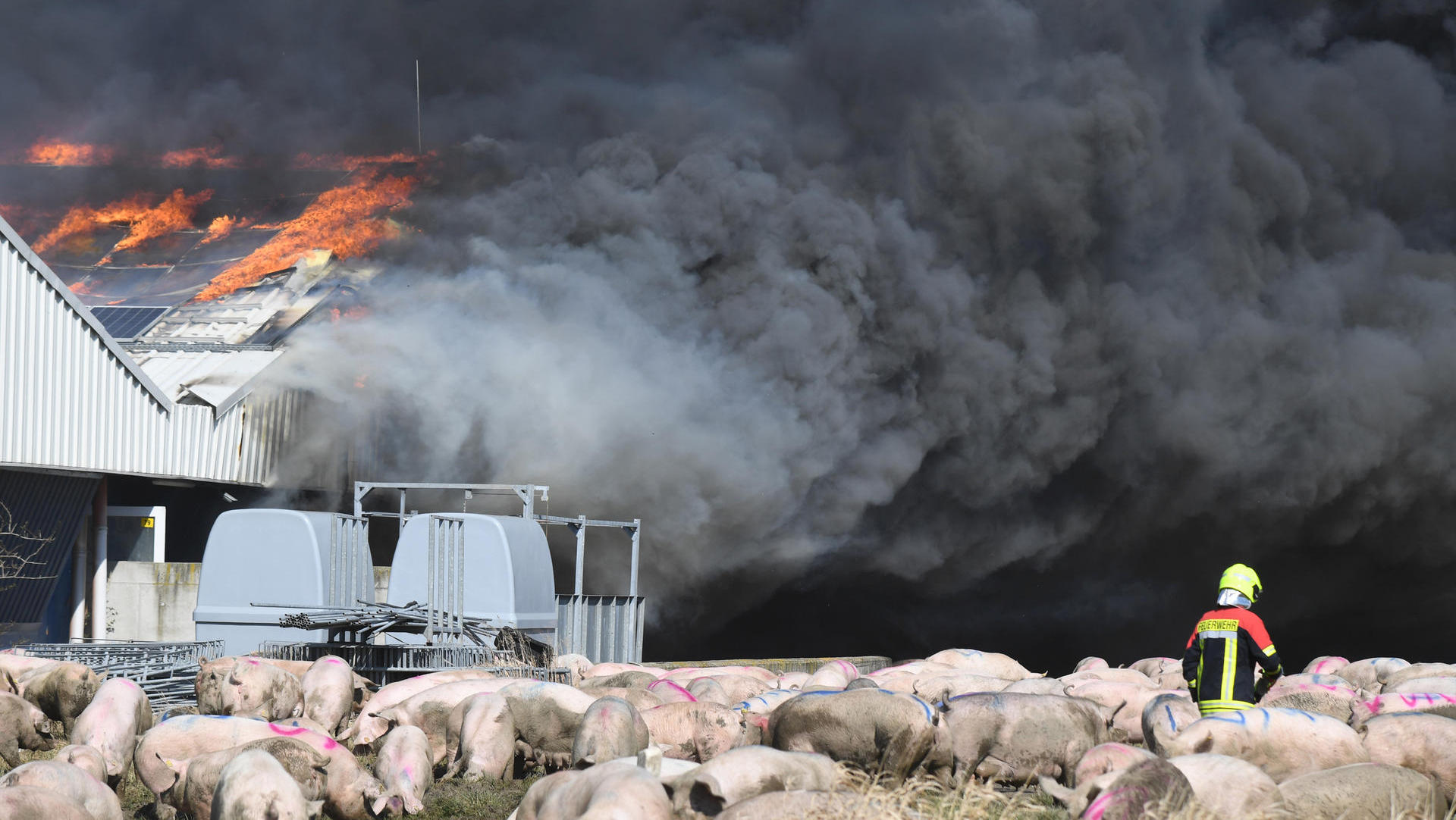 Ermittlungen nach Großbrand in riesiger Schweinezucht