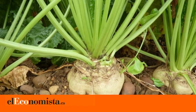 Azucarera niega un acuerdo para molturar remolacha de Acor en su fábrica de La Bañeza