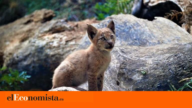 Nace el primer lince boreal en el Pirineo catalán desde hace más de cien años