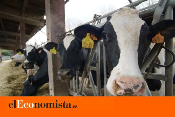 La Confederación Hidrográfica del Duero hace tambalear la polémica macrovaquería de Noviercas