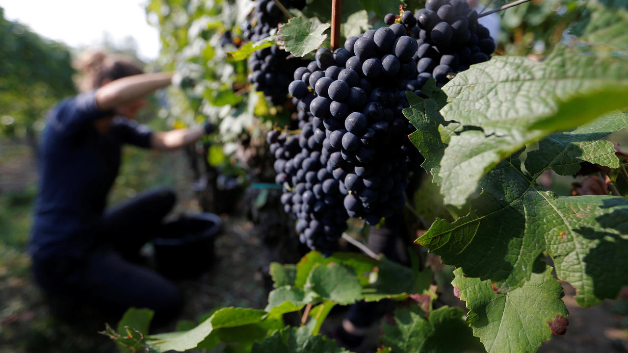 Jean Castex annonce un plan d'aide revu à la hausse pour sauver le vin français