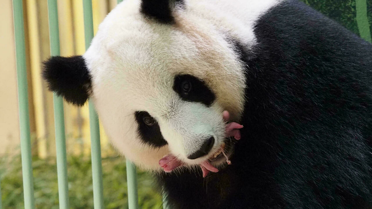 Le panda Huan Huan a donné naissance à des jumelles au zoo de Beauval