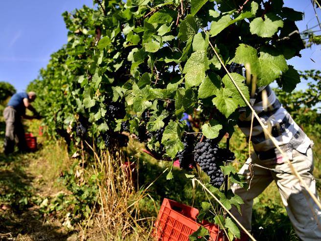 Dazi, Coldiretti: crollo vino Usa in Cina spinge made in Italy