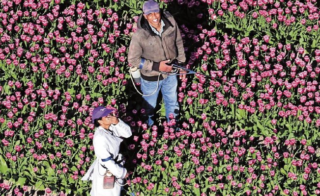 Brillante, pronóstico para tulipanes holandeses