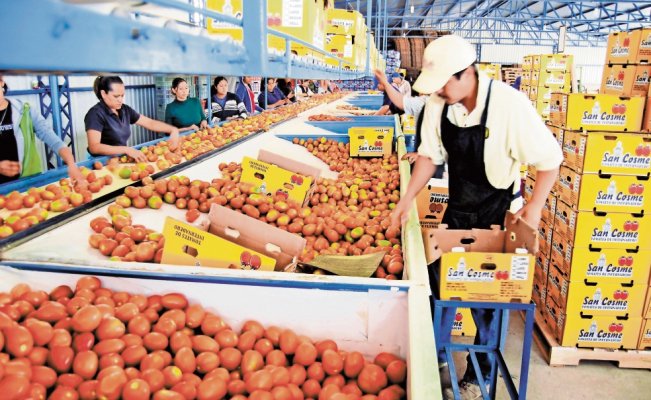 Jitomateros mexicanos esperan el fallo de Corte internacional de EU