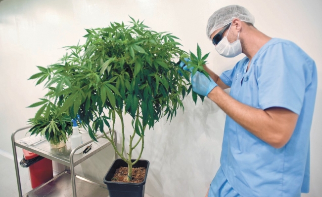 La legalización de cannabis es posible: estudio