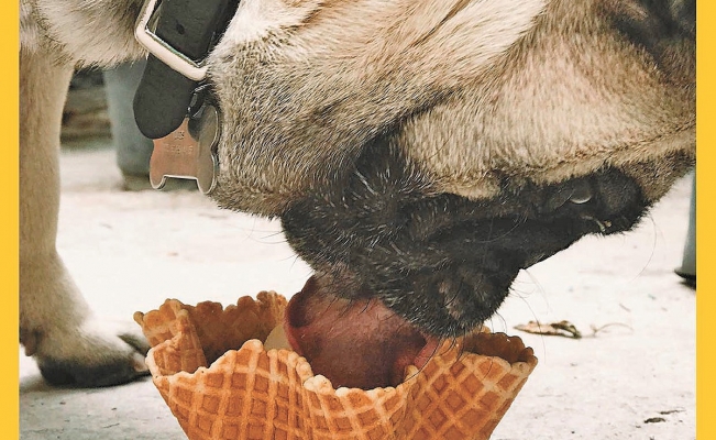 Ofrecen helado para mascotas