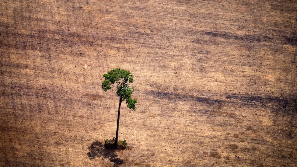 Deforestación en el Amazonas.