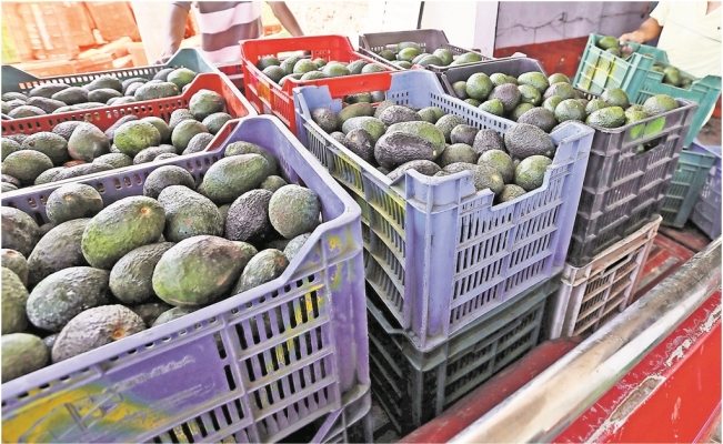 Exportación de aguacate