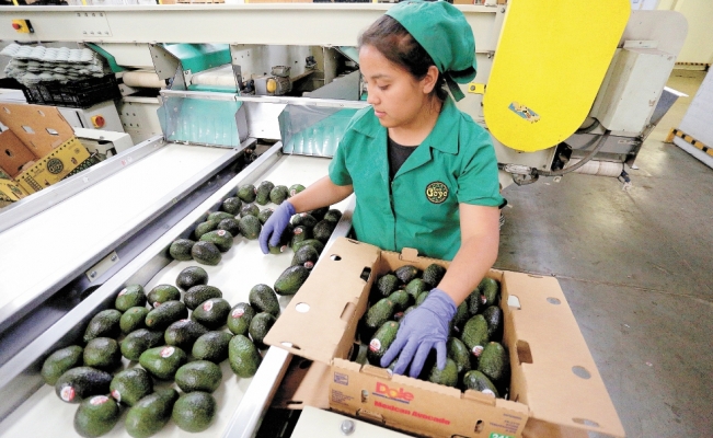 Dan seguridad para certificar aguacate