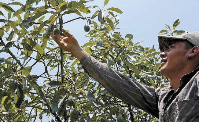 Violencia pega a aguacateros: CNA