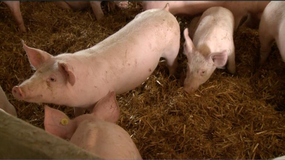 Genetycznie zmodyfikowane świnie. Naukowcy: są odporne na jeden z najgroźniejszych wirusów