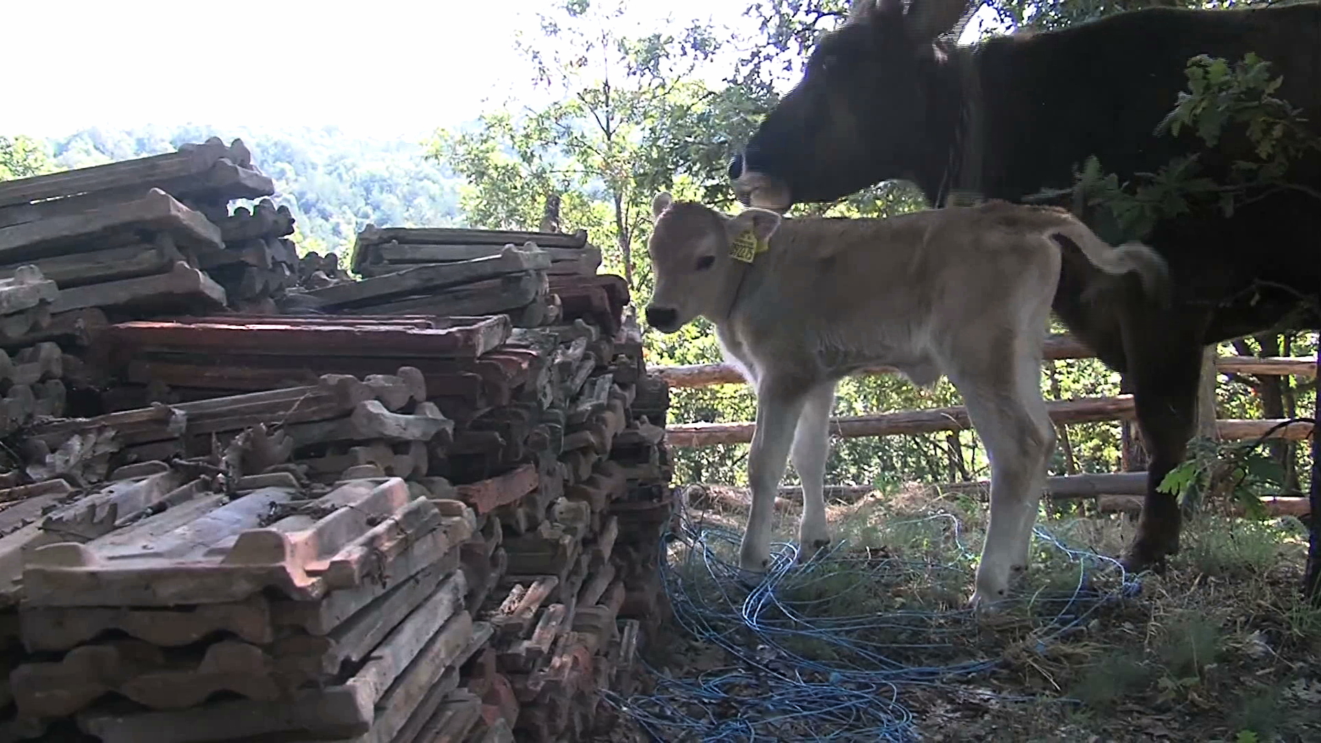 Penka urodziła. Cielaka nazwano John Flack