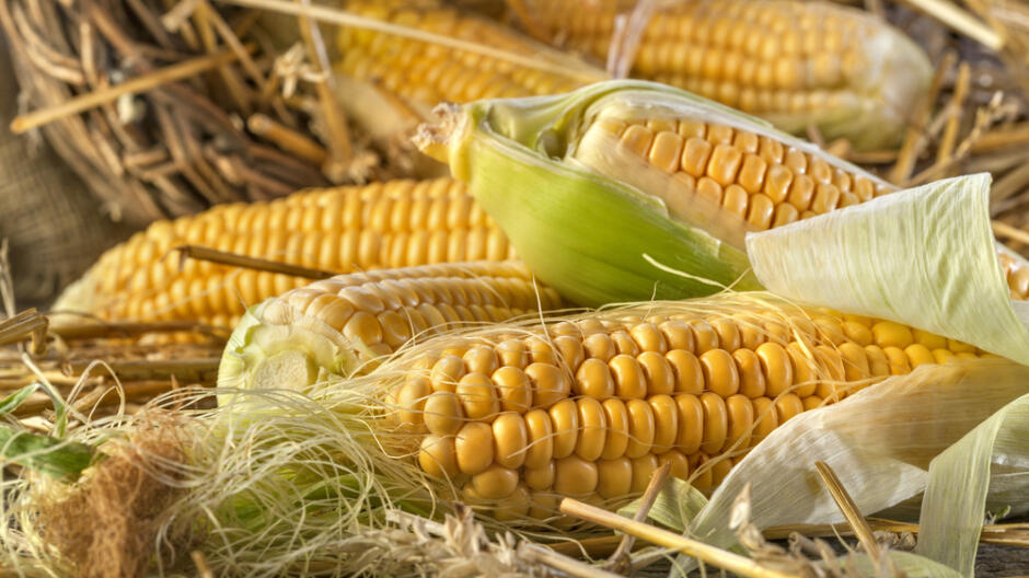 GMO jak gorący kartofel. Decyzję podejmie Bruksela