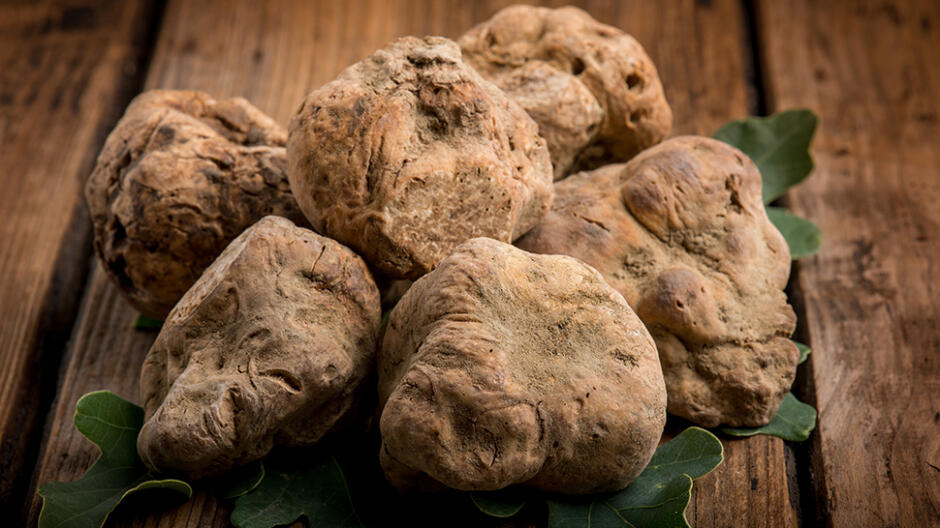 Nielegalni zbieracze trufli na celowniku. Wysokie kary