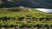 Pequenos e médios viticultores do Douro lamentam corte no benefício de vinho do Porto - Vinho