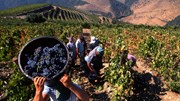 Só Lisboa e Tejo vão produzir menos vinho em 2019 - Vinho