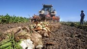 Vacas famintas podem aliviar excedente de açúcar da Índia - Mundo