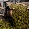 Exportações de azeite sobem 5% até junho