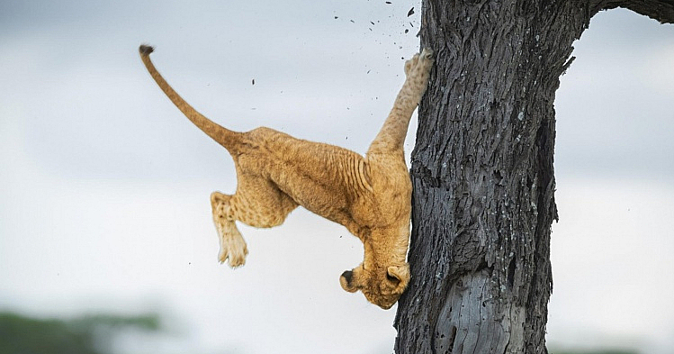 Comedy Wildlife Photography 2022 представляет самые смешные фотографии животных