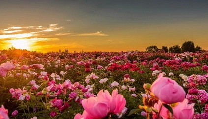 Як захистити півонії від мурах