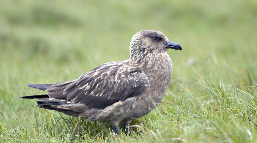 G Skua10