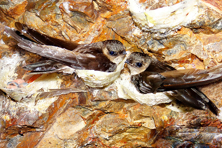 Chim yến được nuôi trên đảo ở Khánh Hòa. Ảnh: Nguyễn Lúc