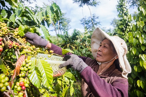 Nông dân Trần Thị Quế, xã Tân Xuân, huyện Di Linh, tỉnh Lâm Đồng bên vườn cà phê cho năng suất cao nhờ dự án Better Life Farming.