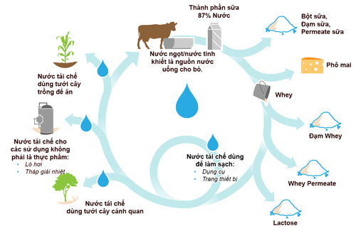 Cách sử lý nguồn nước tại các trang trại bò sữa.