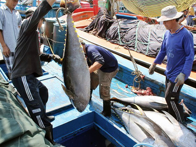 Cá ngừ Việt Nam được thị trường Canada ưa chuộng
