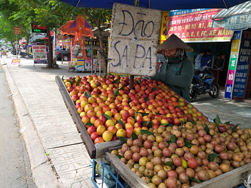 Đào Trung Quốc ồ ạt về Việt Nam. Ảnh: Thi Hà.