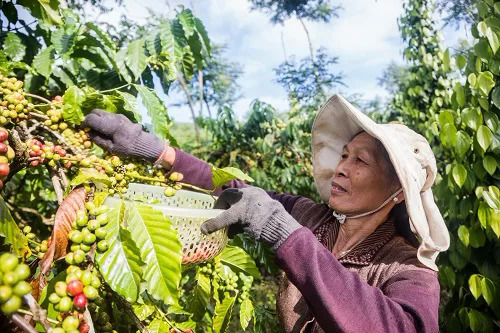 Nông dân huyện Di Linh (Lâm Đồng) thu hoạch cà phê.
