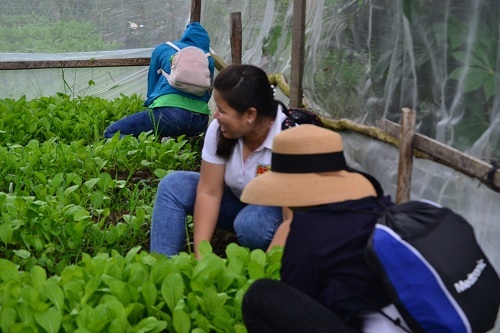 Hoạt động thu hoạch rau trong nhà lưới.