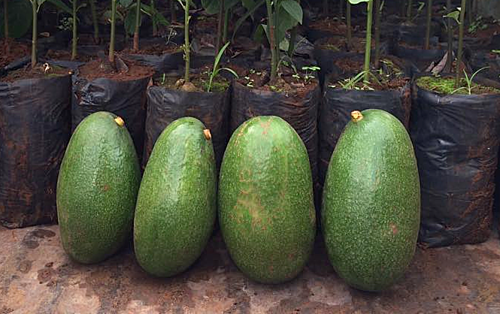 Mỗi trái bơ nặng trung bình trên 1kg.