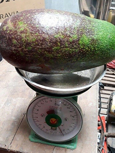 Bơ nhà ông Trung có trái nặng trên 2kg.