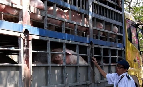 Cán bộ thú y kiểm tra xe chở heo từ miền Bắc vào Nam đi qua tỉnh. Ảnh: Thái Hà.