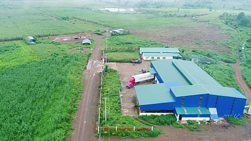 Nhà máy sản xuất đường hữu cơ của Hoa Nắng tại Sekong, Lào.