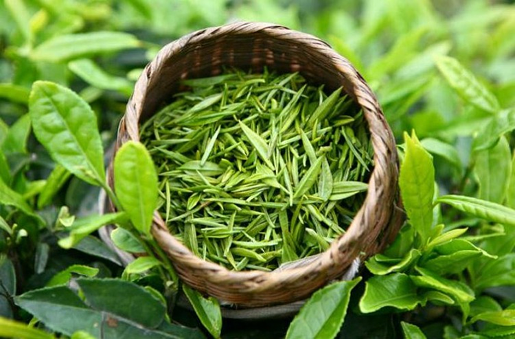 Trà xanh Việt dẫn đầu thị trường Pakistan