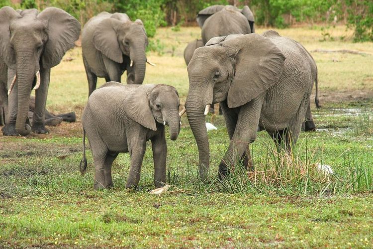 After UK's ivory ban, European Commission also considering tighter regulation