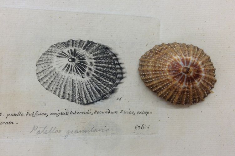 Coming out of one’s shell: new book explores overlooked mollusc art by naturalist's daughters