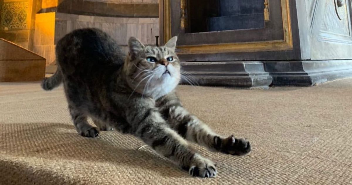Gli, the beloved cat of the Hagia Sophia, has died, aged 16