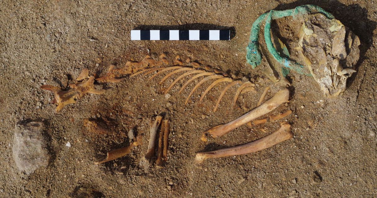 Ancient Egyptian pet cemetery contained much loved cats and dogs pampered in their old age