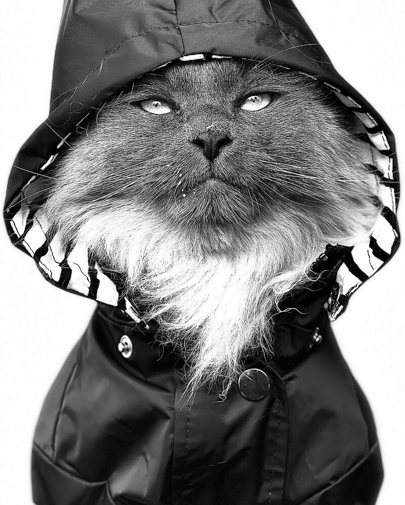 Pet Portrait Campaigns